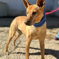 GITANO (Animalea), chien à adopter