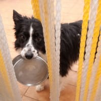 LOTUS (Animalea), chien à adopter