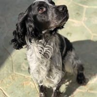 DOBBY (Lara), chien à adopter