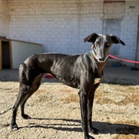 ALBA (Animalea), chienne à adopter