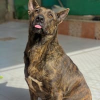 MAYA (LA TORRES), chienne à adopter