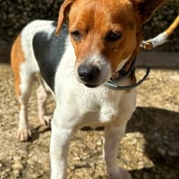 SORON (Animalea), chien à adopter