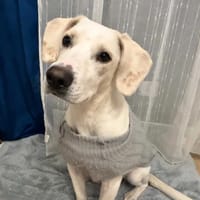 Konwalia, suczka do adopcji