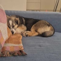 Nuka, suczka do adopcji