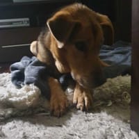 Gerwazy, pies do adopcji