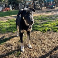 Sparky, chien à adopter