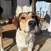 Karmen, chienne à adopter
