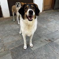 Piper, chienne à adopter