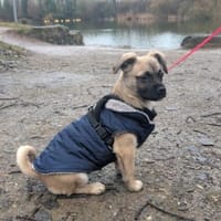 Spike  Der verschmuste Sonnenschein, Hund zur Adoption