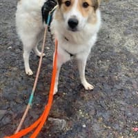 Chopin - Der Feinfühlige ☺, Hund zur Adoption