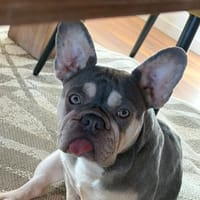 AIDA PP eine liebebedürftige Seele, Hündin zur Adoption