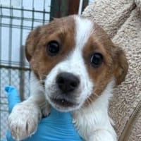 ANGEL braucht Liebe 💘, Hündin zur Adoption