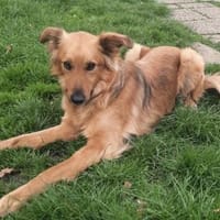 Zauberhafter Finn sucht Zuhause, Hund zur Adoption