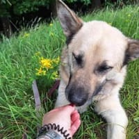 Phili  ein Kämpfer mit großem Herzen, Hund zur Adoption