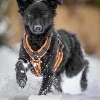 Freche Yuna sucht ihre Menschen, Hündin zur Adoption