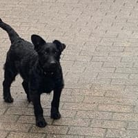 Knutschkugel LEA, Hündin zur Adoption