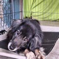 Alice sucht ihr Wunderland, Hündin zur Adoption