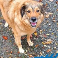 Ben - liebt konsequente Menschen, Hund zur Adoption