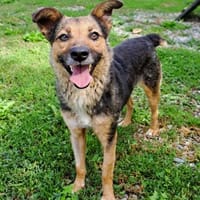 Sportliche Kuschelmaus COSMINA, 5 Jahre, Hündin zur Adoption