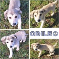 ODILE -rundum tolles Hundekind-, Hündin zur Adoption