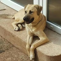 Chum - noch lange kein Opa, Hund zur Adoption