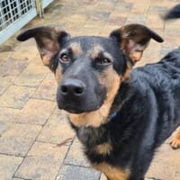 Herzensbrecher Charles, Hund zur Adoption