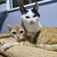 Andelo+Portokali, kuscheliges Traumduo, Kater zur Adoption