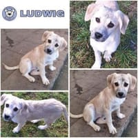 LUDWIG -rundum tolles Hundekind-, Hund zur Adoption