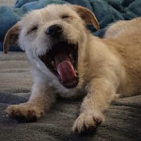 Lio wartet bei 53819 Neunkirchen, Hund zur Adoption