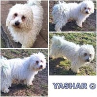 YASHAR -Zutraulich & verträglich-, Hund zur Adoption