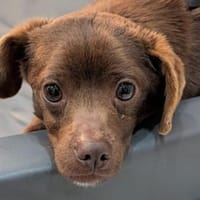 CAPPUCCINO - braucht unsere Hilfe, Hund zur Adoption