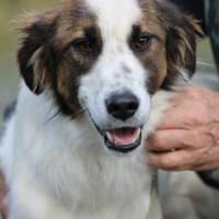 Tamas - unkomplizierter Jungrüde, Hund zur Adoption