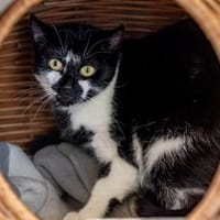 Mehrfach-Mutti  -  Bärbel, Katze zur Adoption