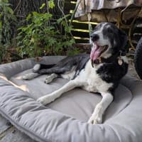 Domino - wachsamer, anhänglicher Kumpel, Hund zur Adoption