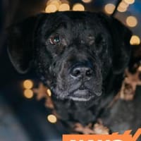 Nayo - das Handicap stört mich nicht, Hund zur Adoption