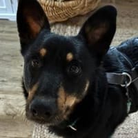 Sami sucht liebevolle Menschen, Hund zur Adoption