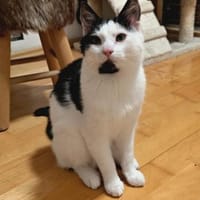 Balder - Futter-Racker, Kater zur Adoption