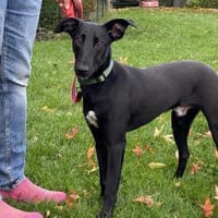 fröhlicher Junghund Parry (Tierschutz), Hund zur Adoption