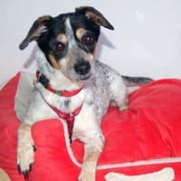 TY - aufgeschlossener&lieber Hundesenior, Hund zur Adoption
