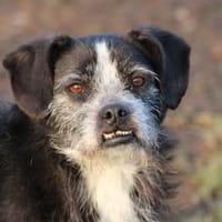 Tips - aufgeweckter, kleiner Rüde, Hund zur Adoption