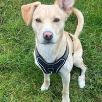 Archie 53859 Niederkassel +81541 München, Hund zur Adoption