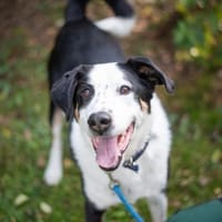 Buddy, der ideale Familienhund, Hund zur Adoption