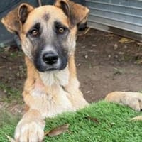 Sanfte Sandra sucht schützendes Zuhause, Hündin zur Adoption