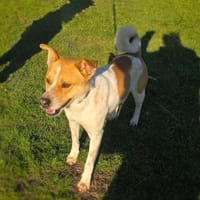 Ginger ein toller Begleiter, Hund zur Adoption