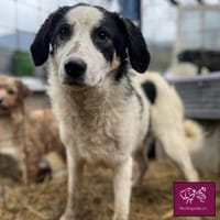 Malte sucht seine ♥-Menschen❣, Hund zur Adoption