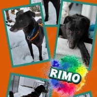 sehr lieber Rimo auf PS in 86637, Hund zur Adoption