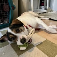 Jampa - süßer Junghund wartet in Köln, Hund zur Adoption