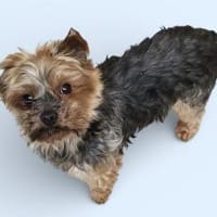 MICKY - kleiner Yorki sucht großes Glück, Hund zur Adoption
