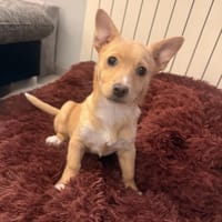 Toller kleiner Luka sucht Körbchen, Hund zur Adoption