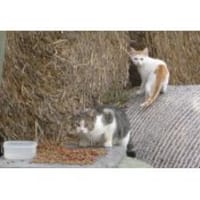 Auswilderungsplätze für scheue Katzen, Kater zur Adoption